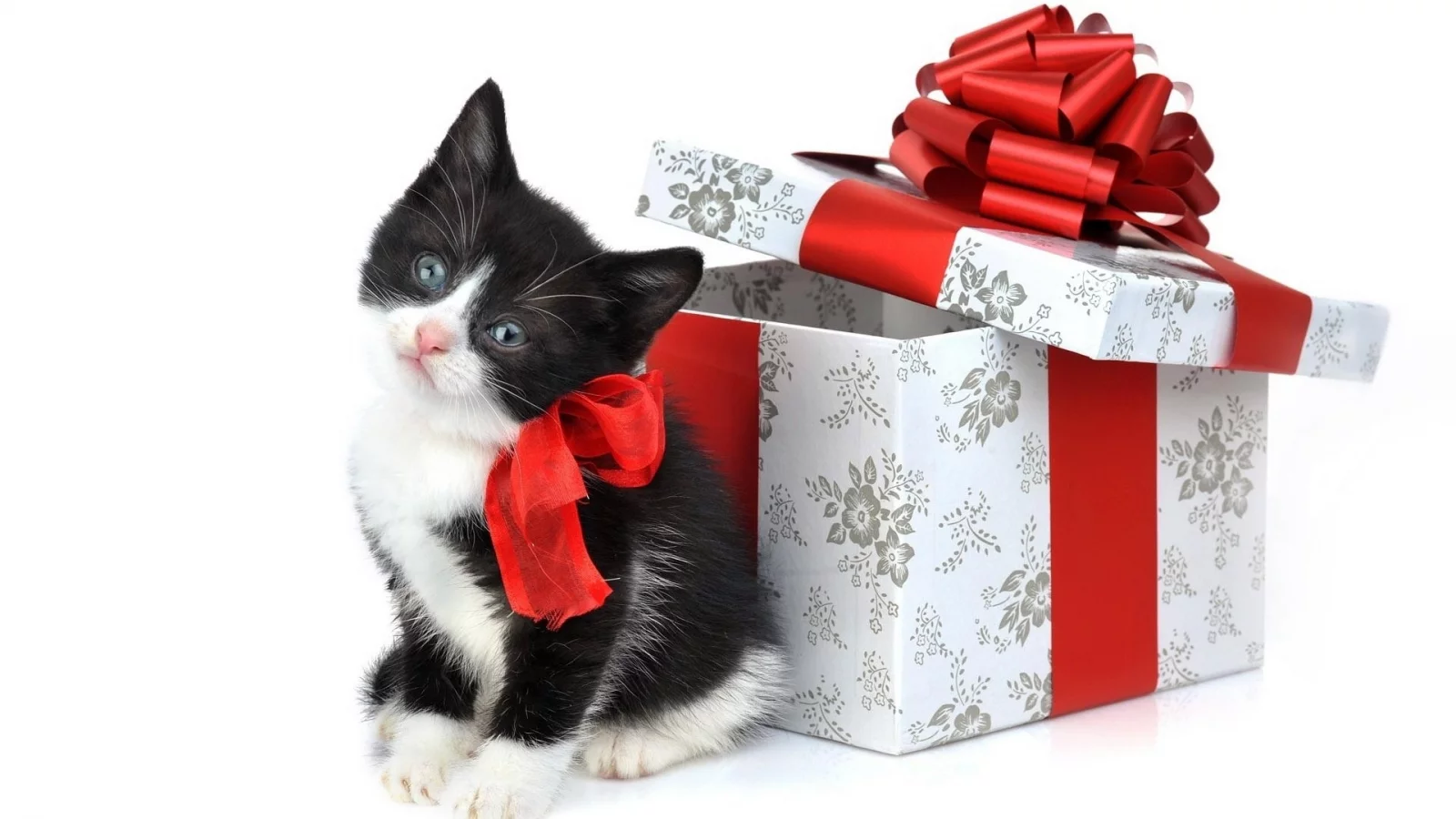 котёнок, коробка, ленты, праздник, подарок, белый фон