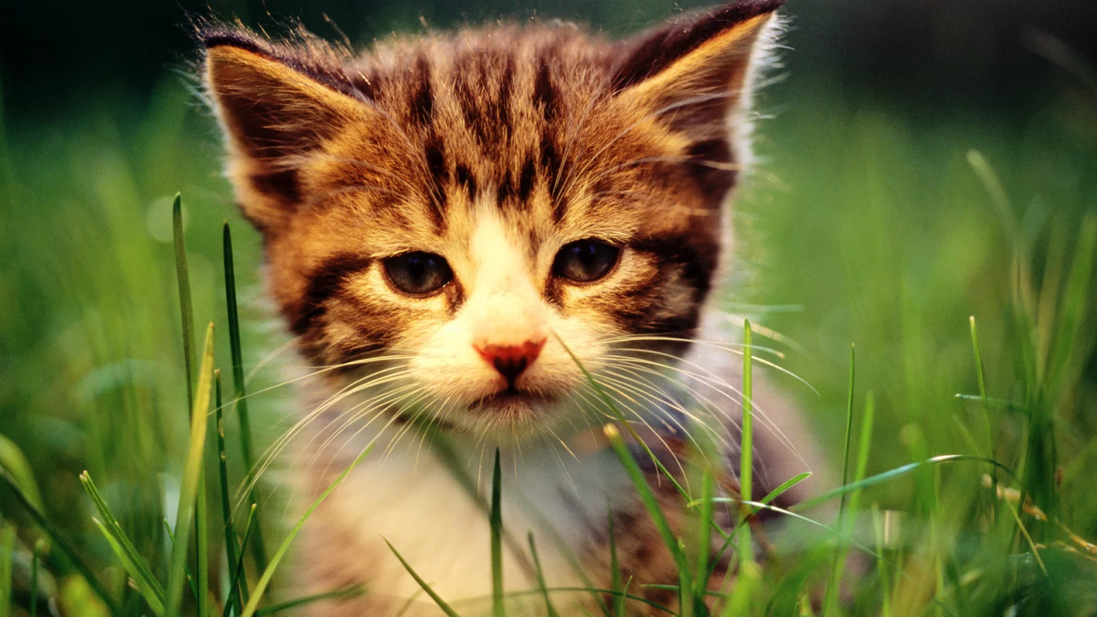 cat, кот, кошка, котенок, трава, макро