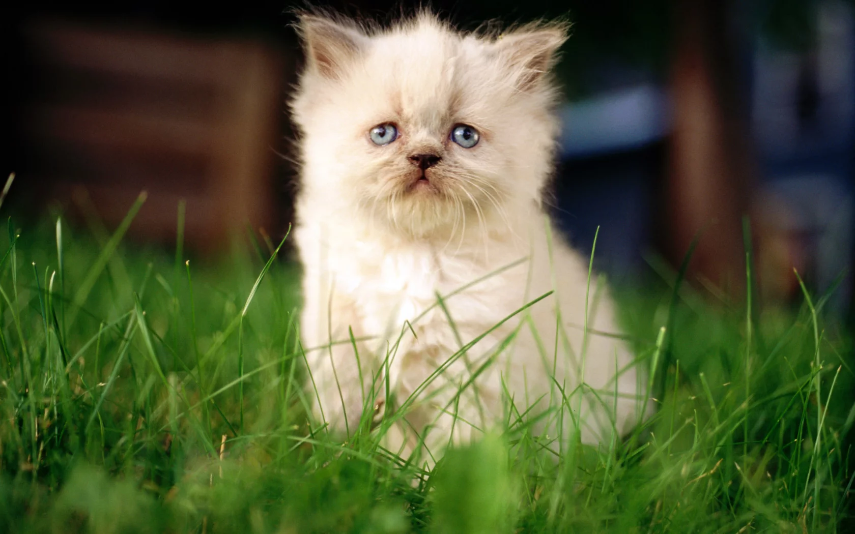 белый, котенок, cat, кошка, кот, фон, макро, сидит