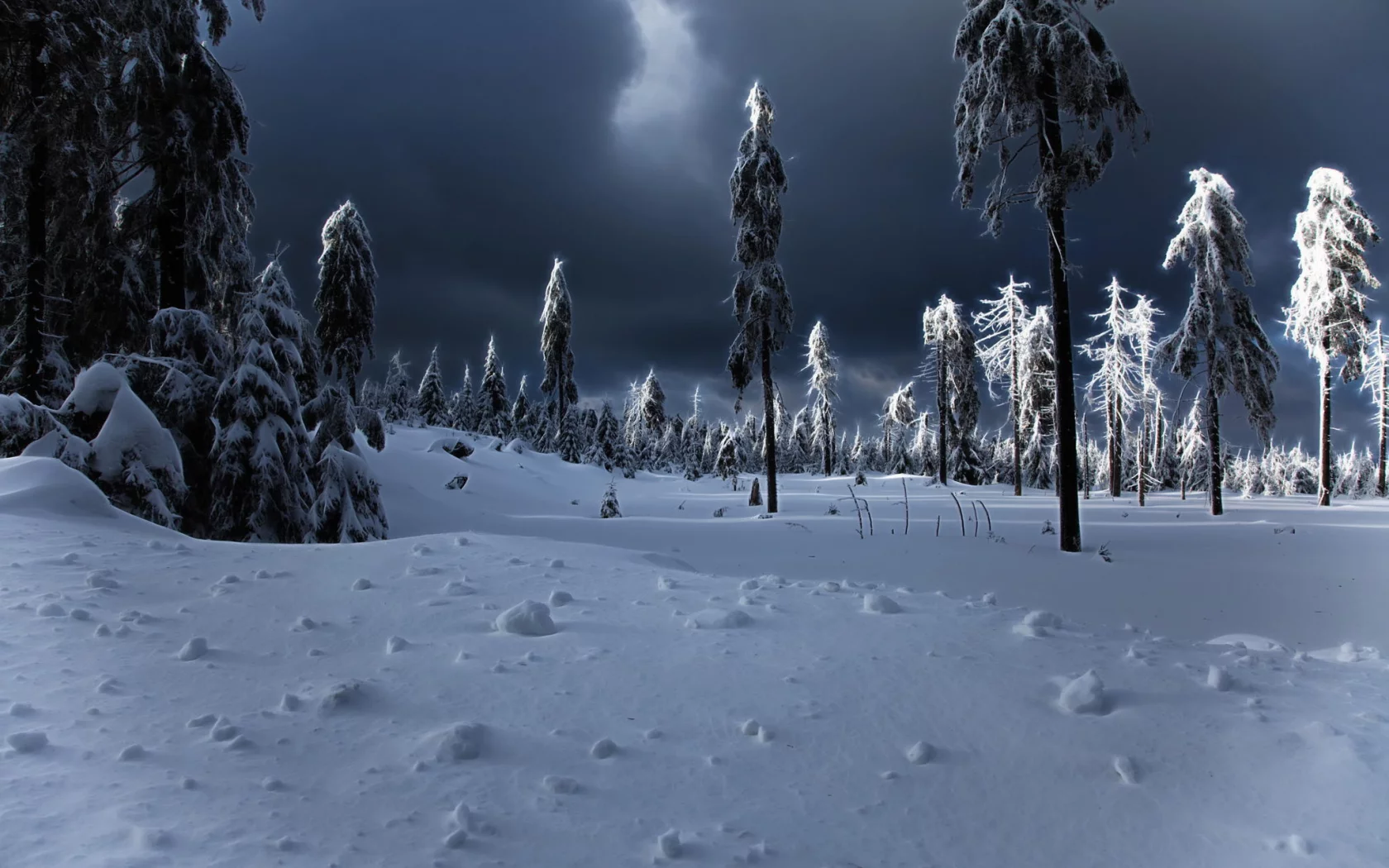 сугробы, winter apocalypse, зима, ёлки, снег