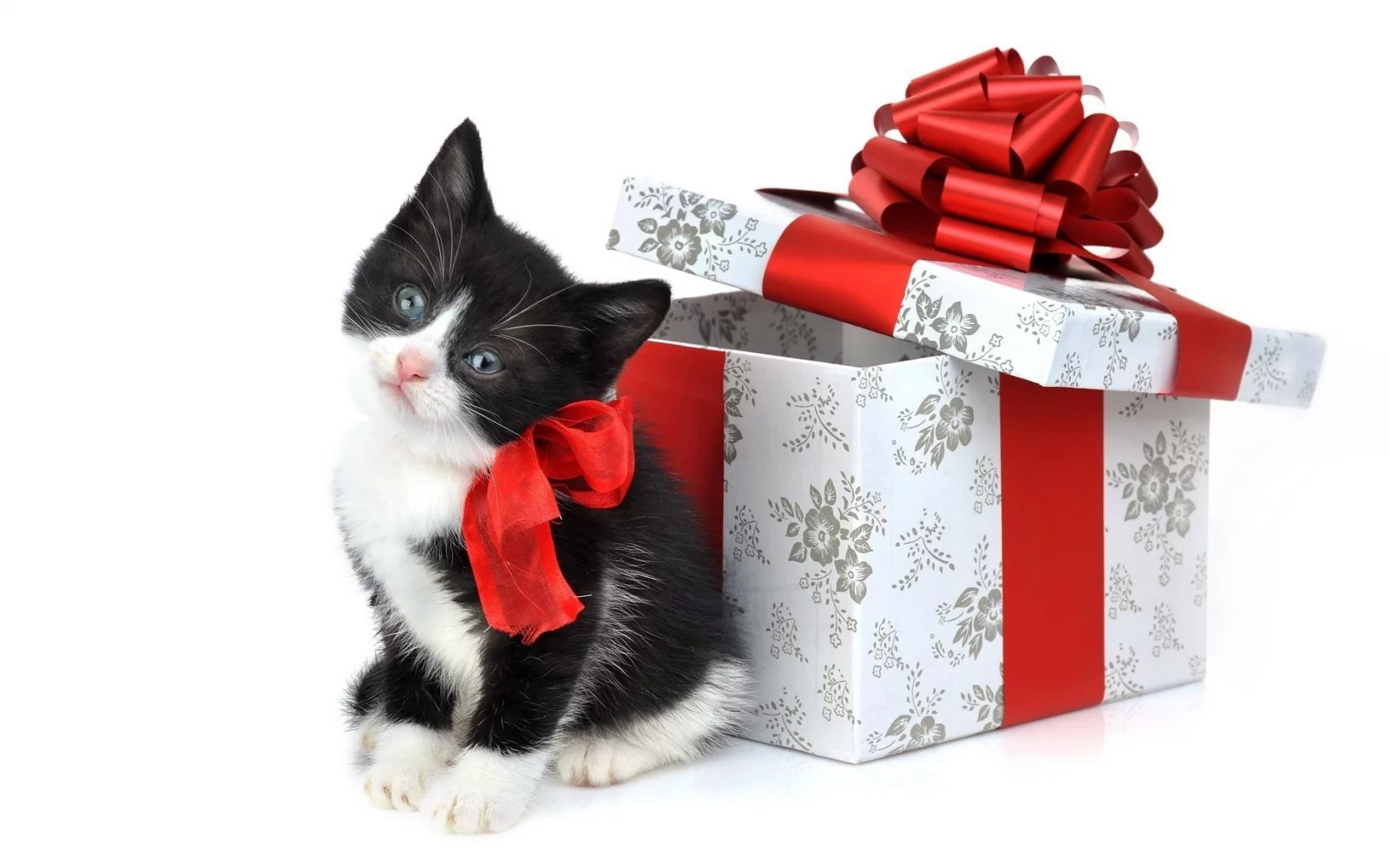 котёнок, коробка, ленты, праздник, подарок, белый фон