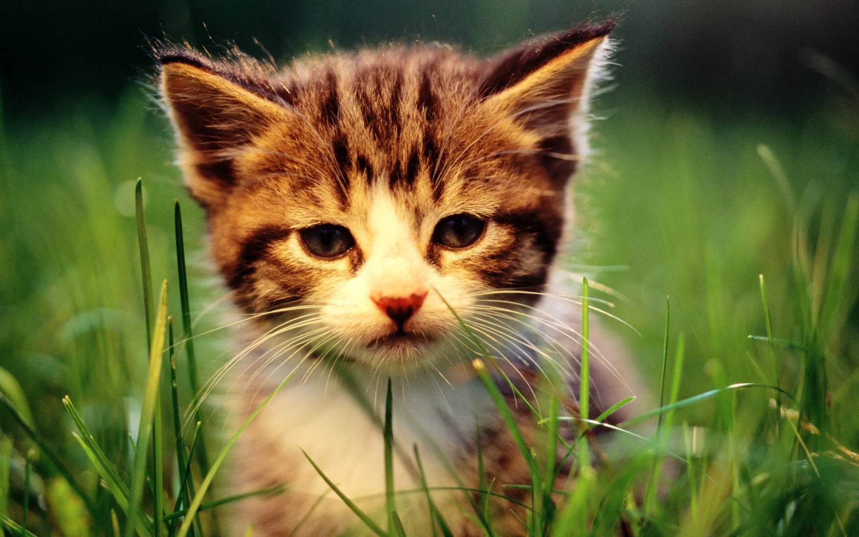 cat, кот, кошка, котенок, трава, макро