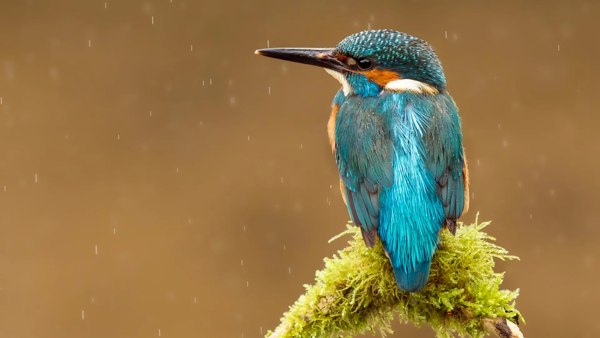 kingfisher, птица, alcedo atthis, капли, обыкновенный зимородок