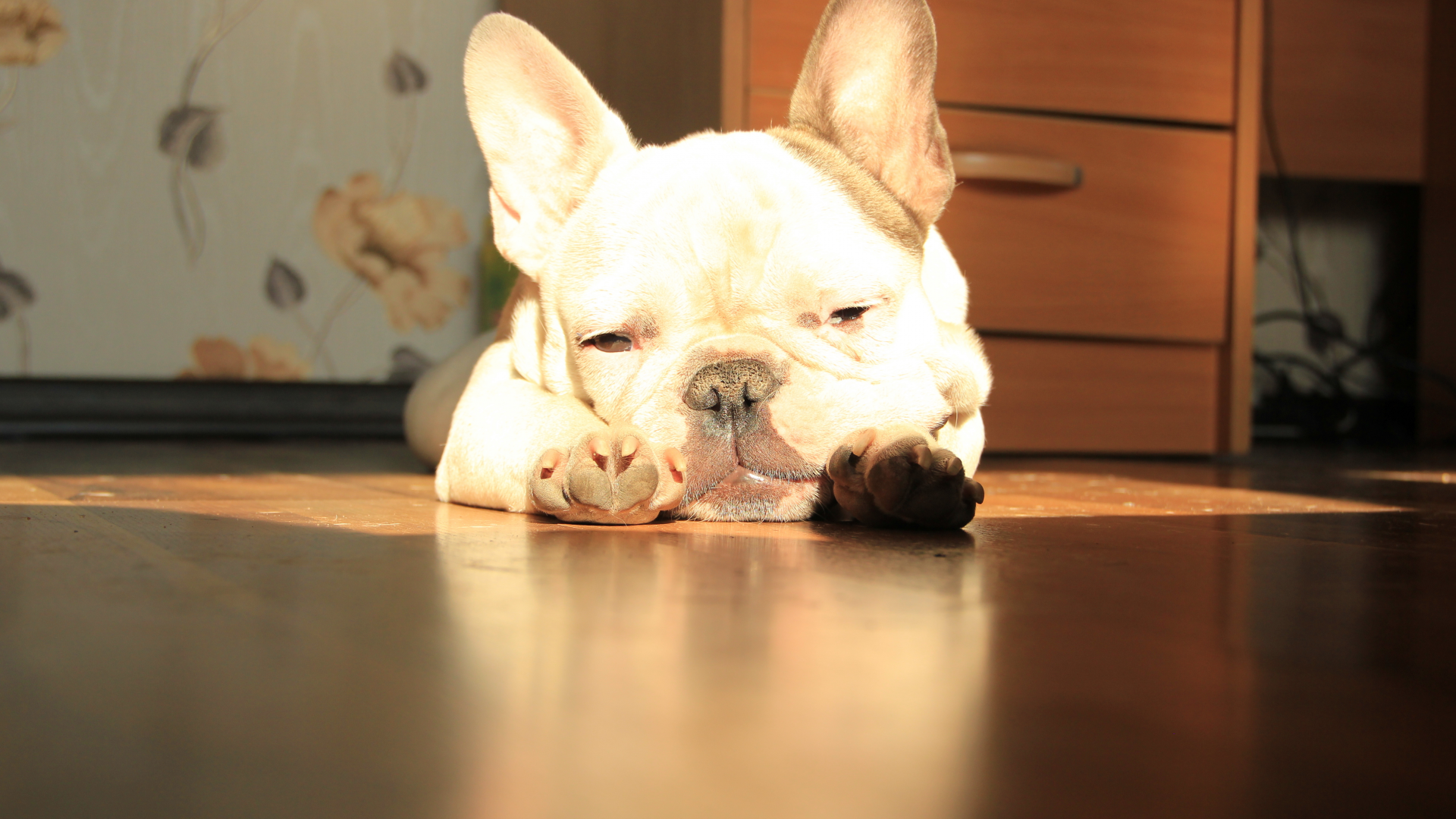 солнце, french bulldog, лежит, французский бульдог
