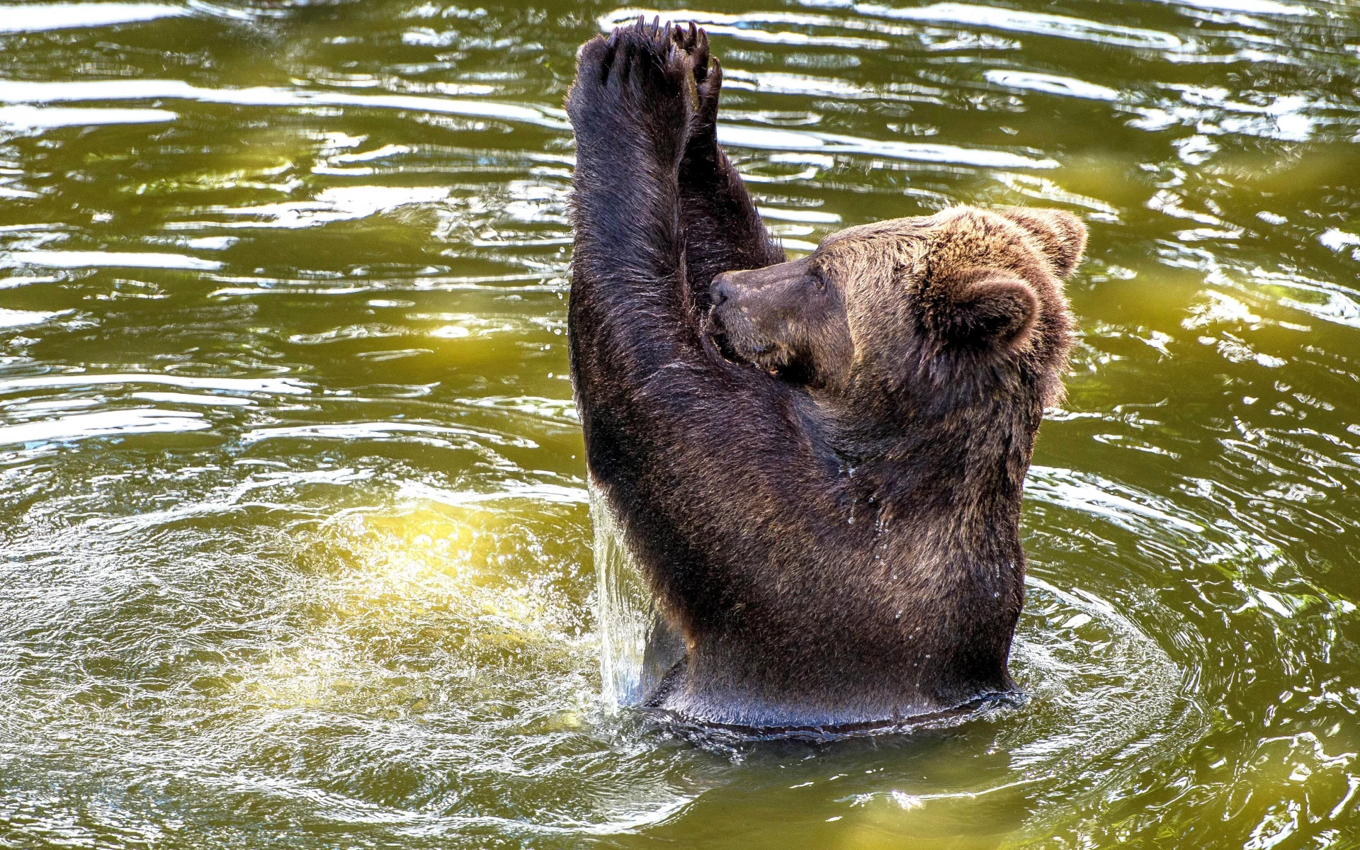 бурый медведь, вода, европейский, аплодисменты