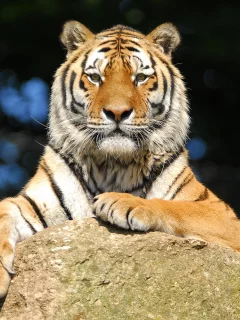 взгляд, отдых, амурский, камень, тигр