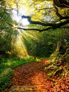 nature, закат, forest , sun, path, autumn, view, sky, leaf, clouds, color, sunset, rays, grass