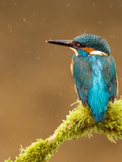 kingfisher, птица, alcedo atthis, капли, обыкновенный зимородок