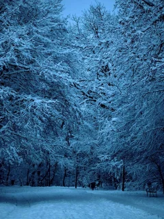 природа, дорога, снег, деревья, парк, зима, прогулка