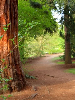 forest, природа, pine tree, summer, деревья, тропа, path, лес