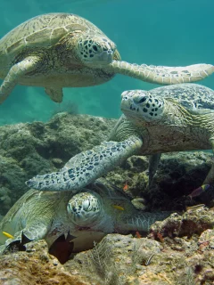 рыбы, море, дно, черепахи