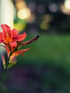  сетка, цветок, красный, цветочек, макро, цветы