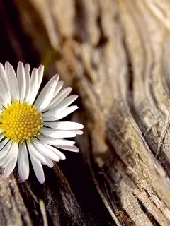 белый, flower, цветочек, цветы, цветок, ромашка, макро
