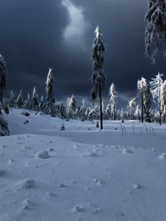 сугробы, winter apocalypse, зима, ёлки, снег