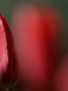 тюльпаны, цветы, природа, tulips, flower, nature, red, красные
