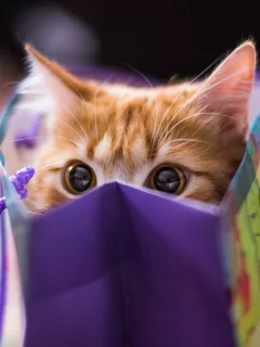 рыжий, пакет, кот, взгляд