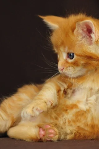 мейн кун, сидит, рыжий, котенок