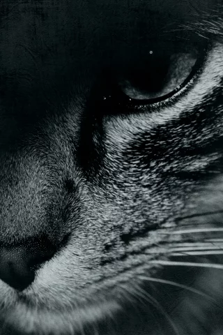 глаз, черно-белое, кот, cat, face, морда, усы, mustache, eyes