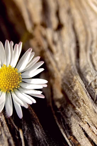 белый, flower, цветочек, цветы, цветок, ромашка, макро