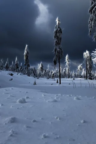 сугробы, winter apocalypse, зима, ёлки, снег