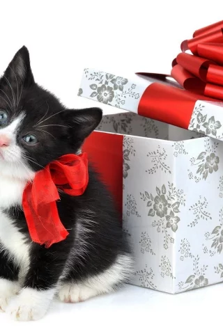 котёнок, коробка, ленты, праздник, подарок, белый фон