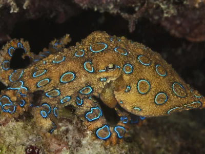 море, дно, осьминог