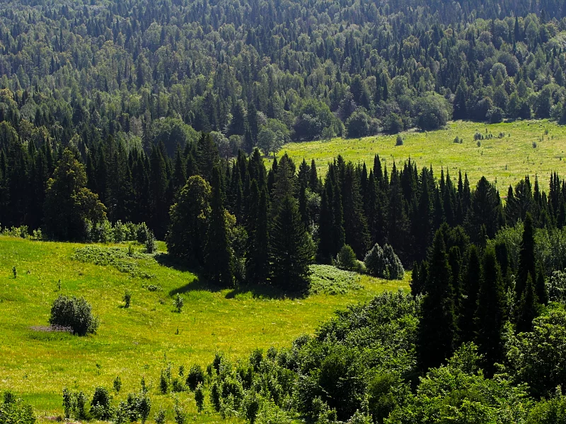 урал, даль, лес, зелень, деревья