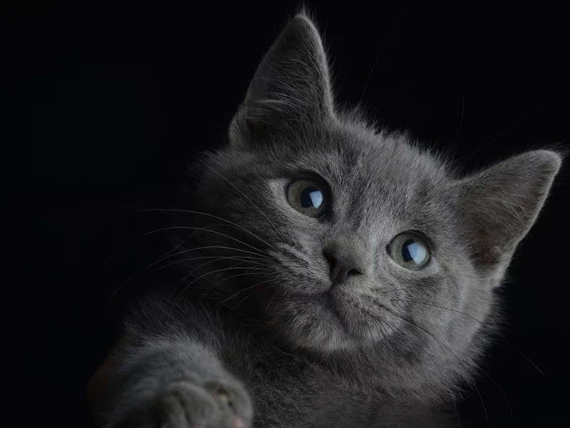 котёнок, чёрный фон, портрет