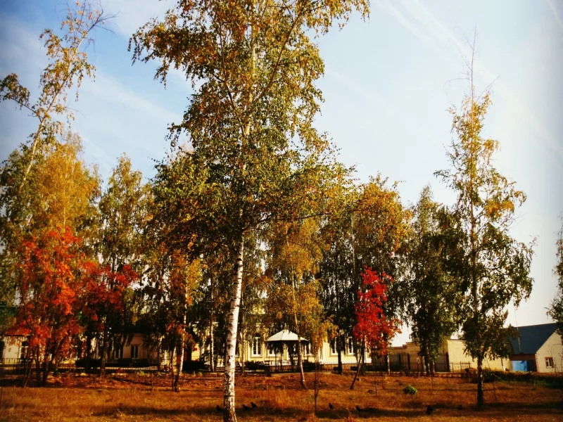 Дерево, осень