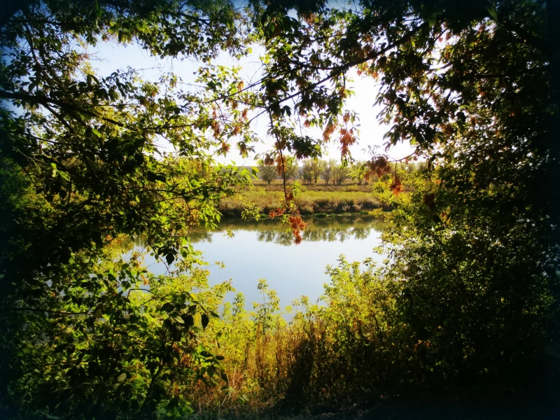 лето, река, деревья