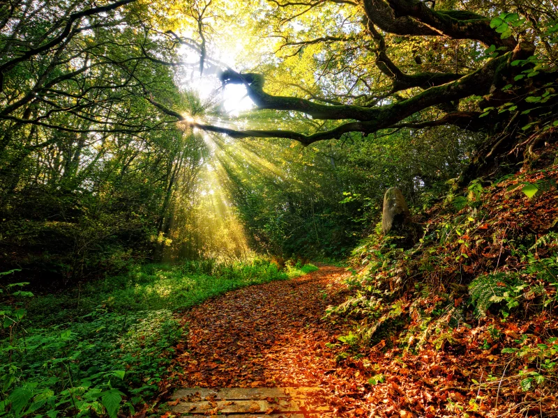 nature, закат, forest , sun, path, autumn, view, sky, leaf, clouds, color, sunset, rays, grass