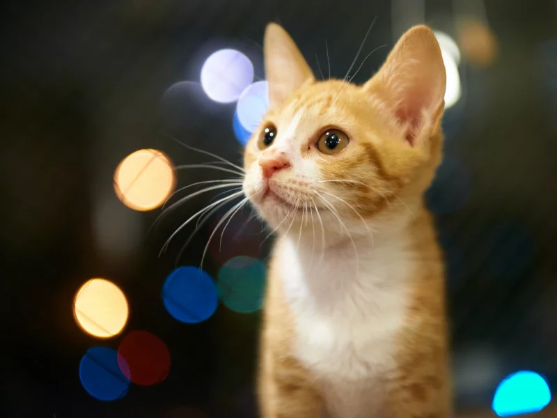 рыжий, котенок, взгляд, блики