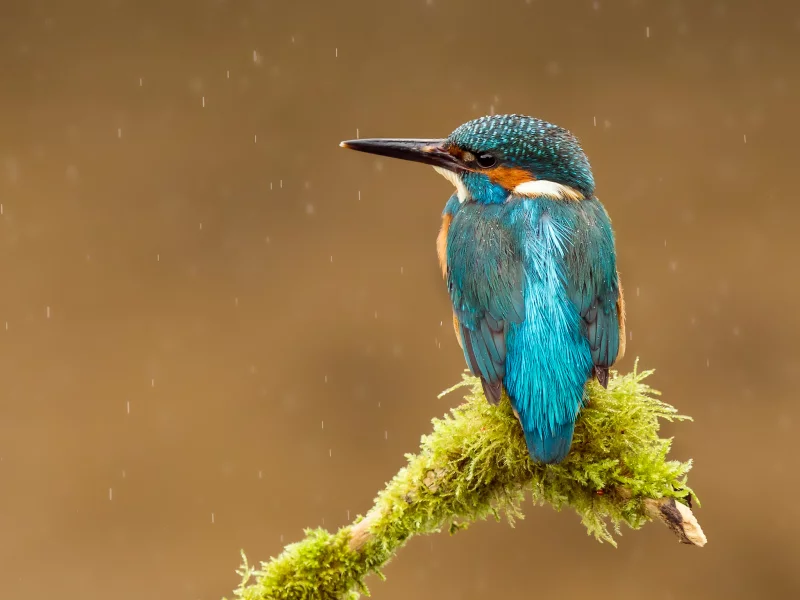 kingfisher, птица, alcedo atthis, капли, обыкновенный зимородок