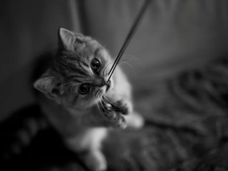 кот, котёнок, лапки, усы, нитка, кошка, котенок