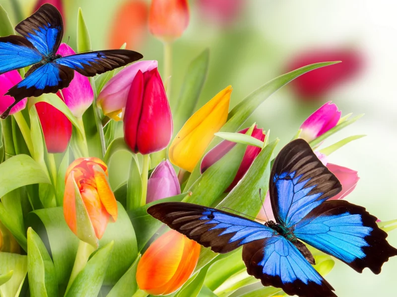 butterflies, yellow, orange, red, varicoloured, beauty, tulips, flowers, pink, bright, petals