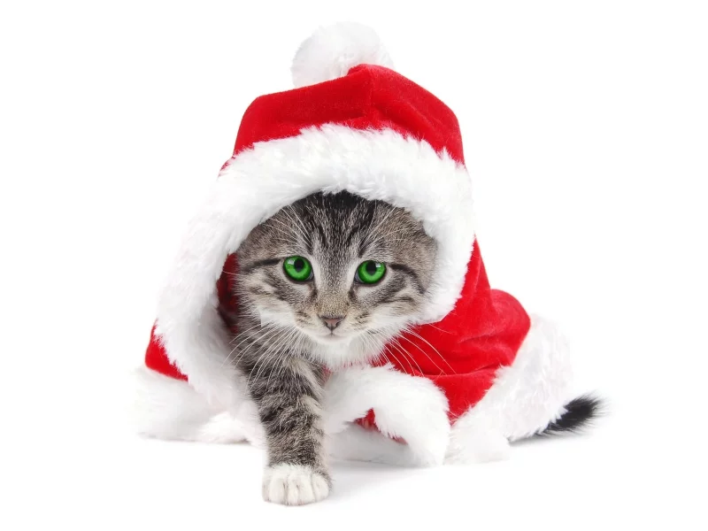 Н., год, котенок