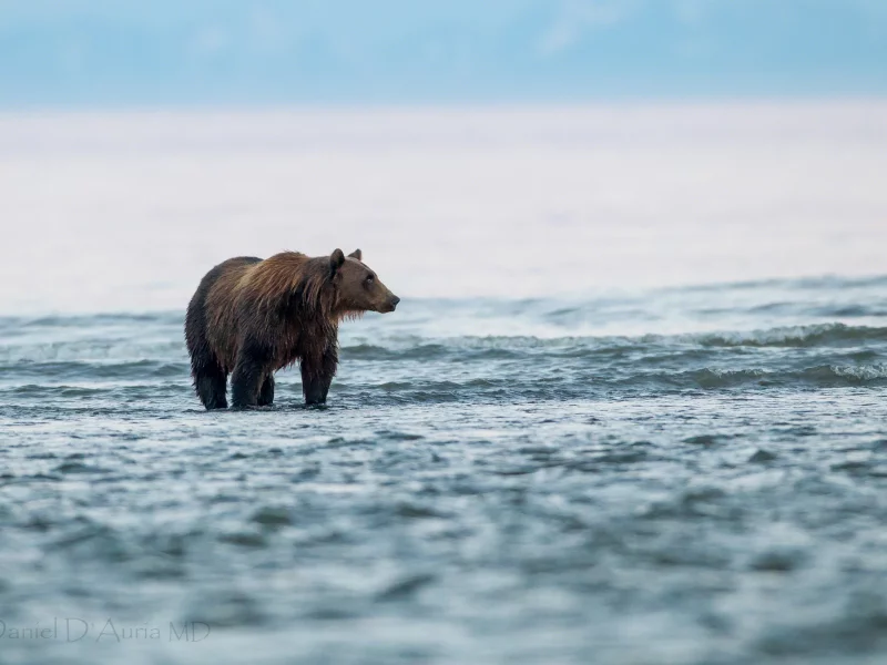 озеро, медведь, вода