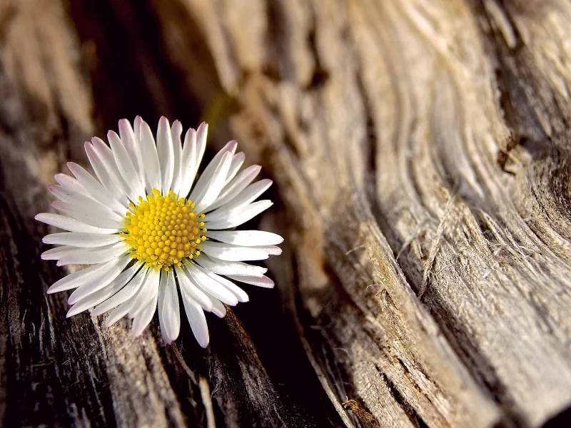 белый, flower, цветочек, цветы, цветок, ромашка, макро