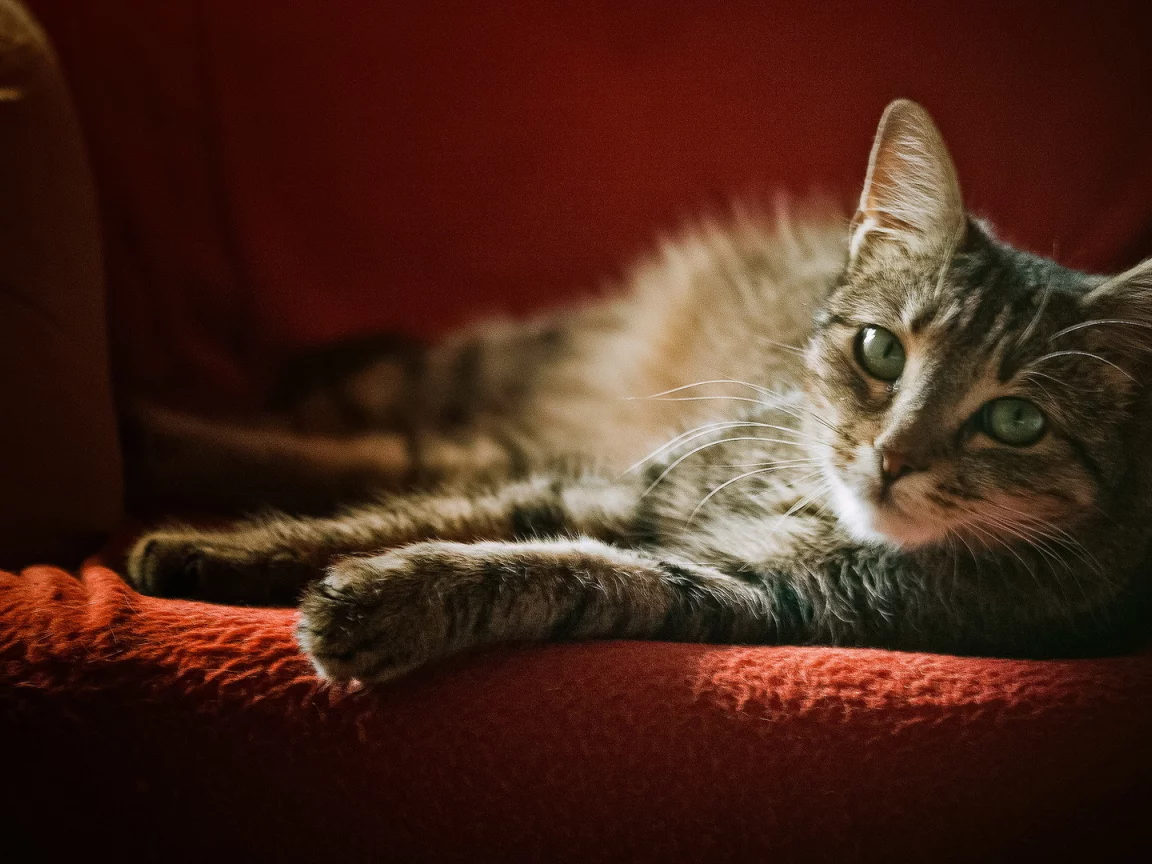 кошка, взгляд, кресло, серая, в полоску