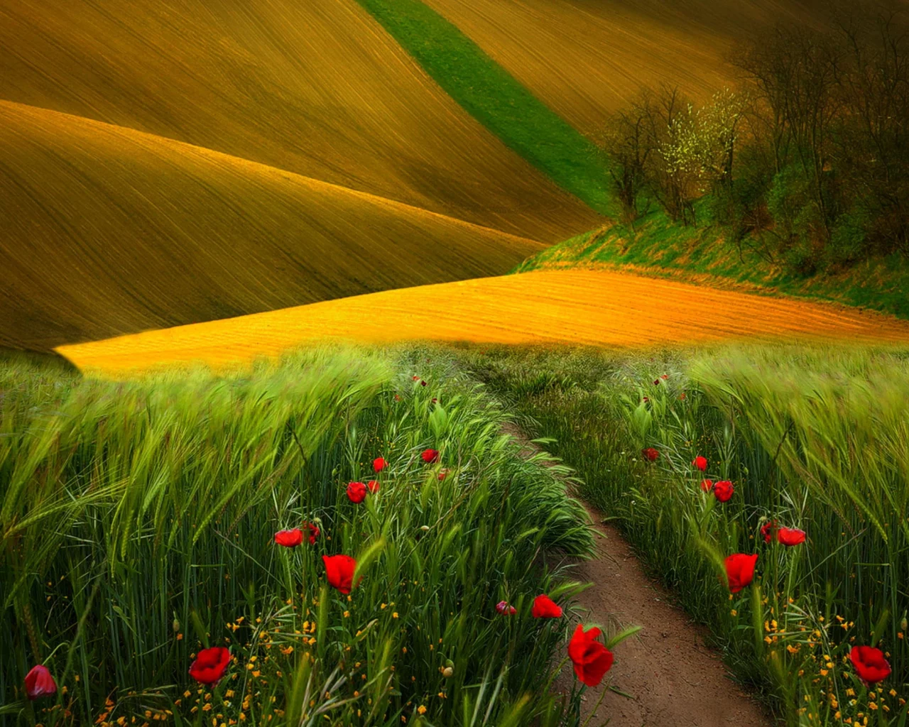 view, landscape, flowers, scenery, trees, field, nature, path, поле, colors, grass, poppies