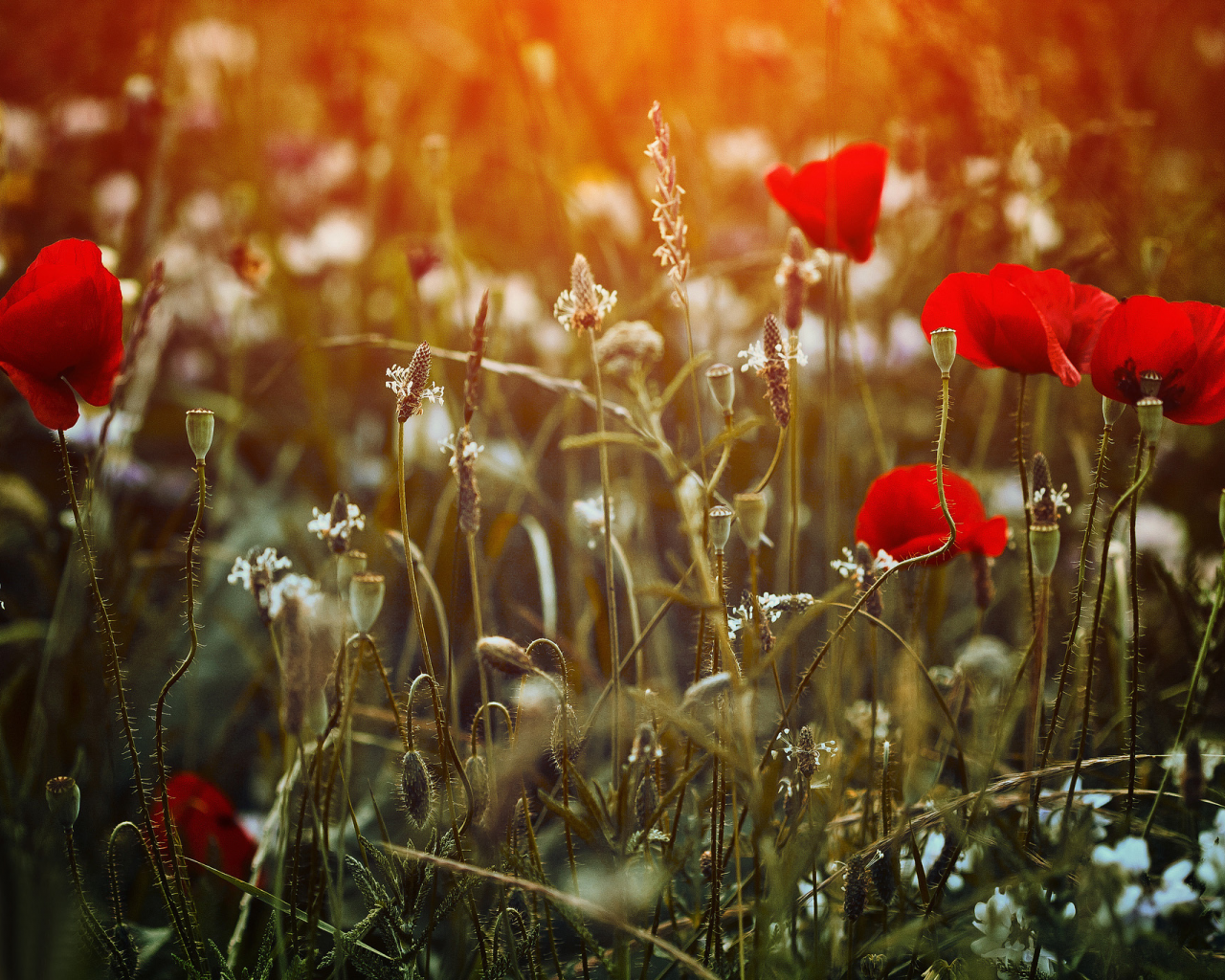 Фотки poppy 3. Цветы в поле на ветру. Маки цветы. Цветок на земле. Цветы в поле рыжие.