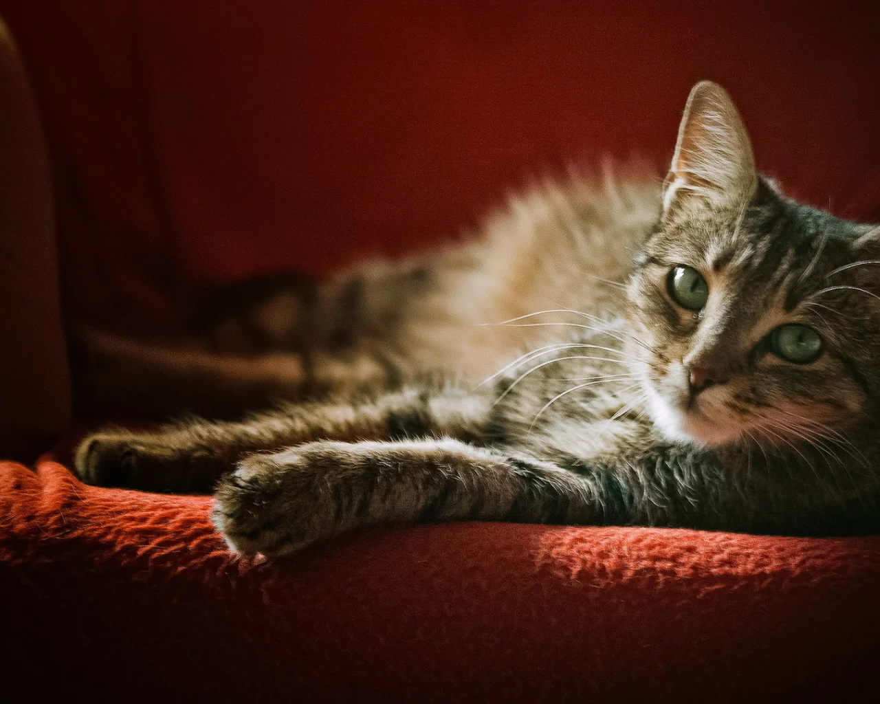 кошка, взгляд, кресло, серая, в полоску