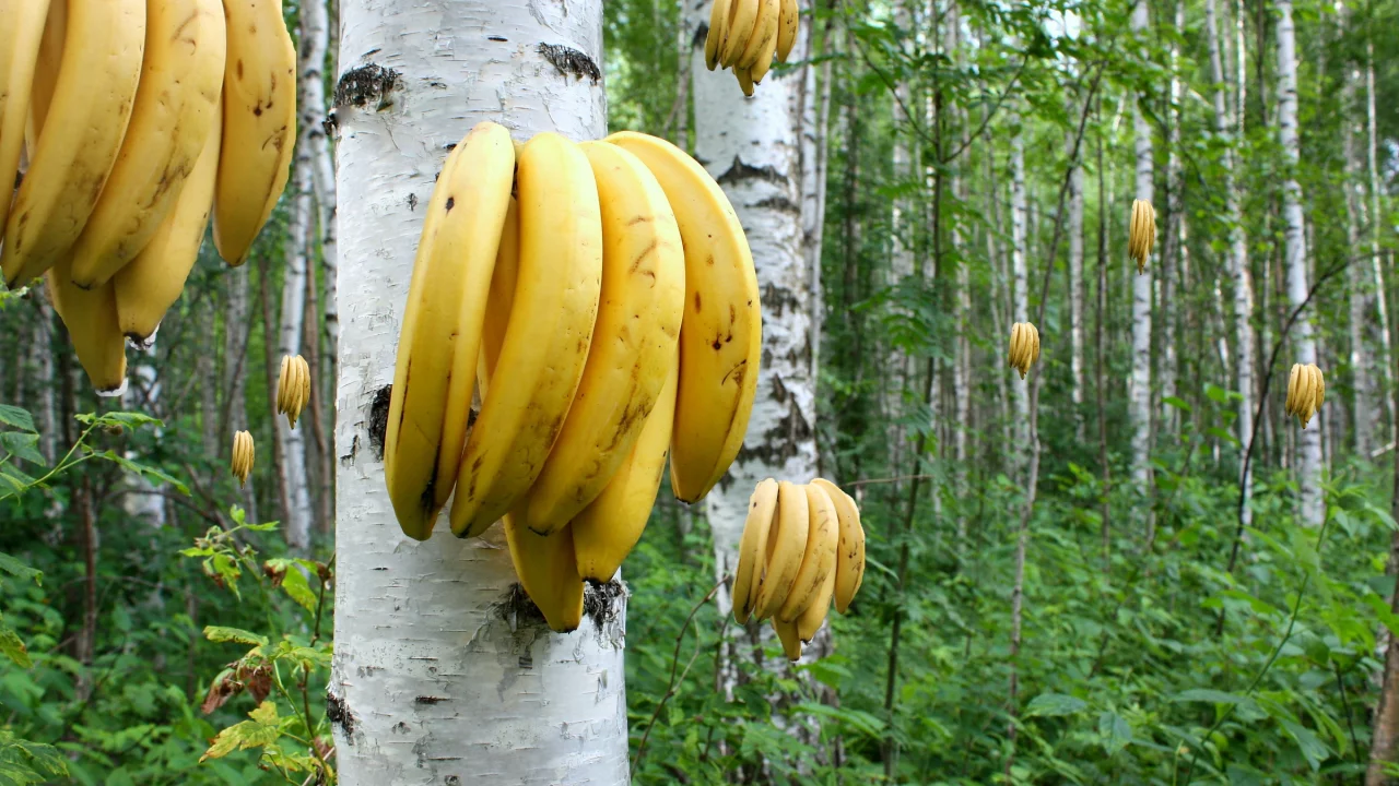 берёзы, роща, бананы, растут