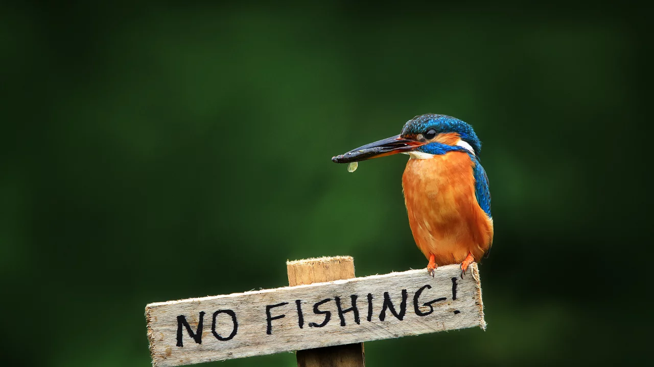 alcedo atthis, птица, обыкновенный зимородок, kingfisher