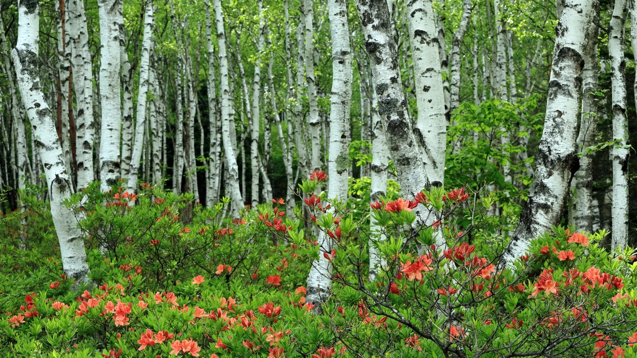 берёзы, роща, природа