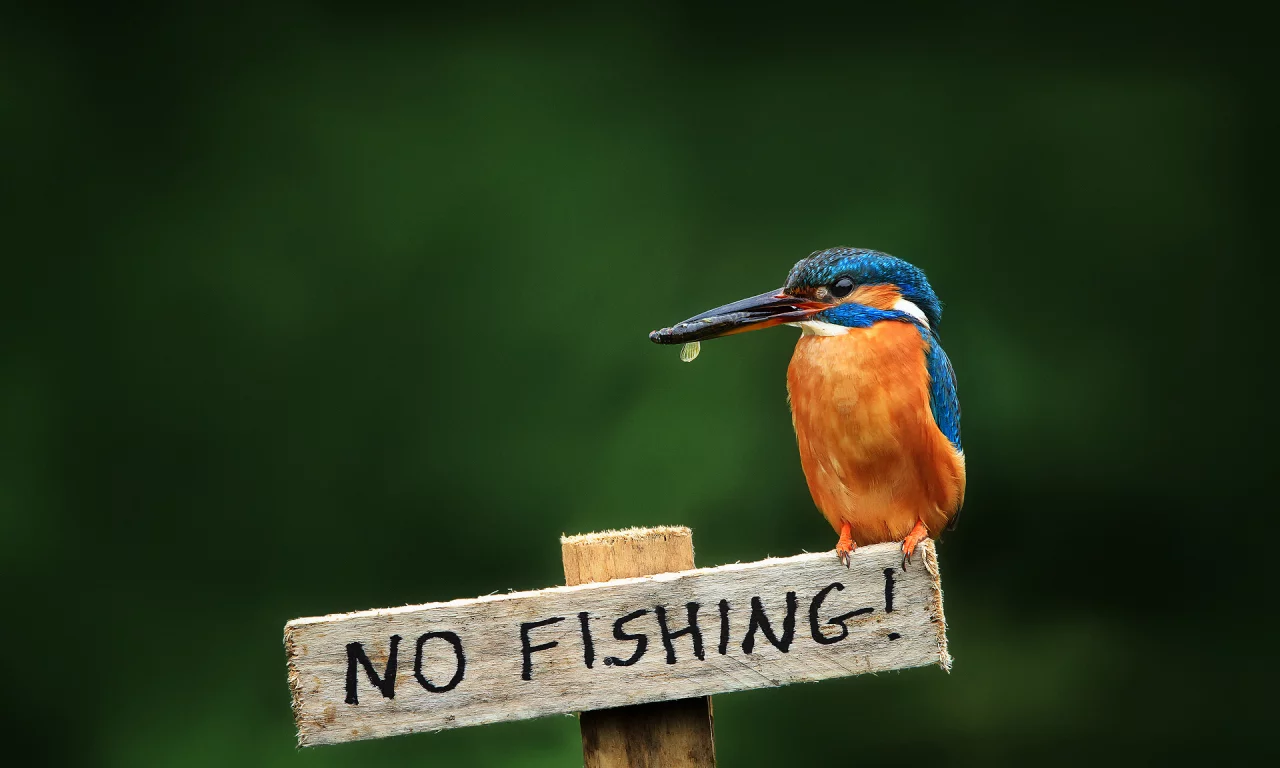 alcedo atthis, птица, обыкновенный зимородок, kingfisher