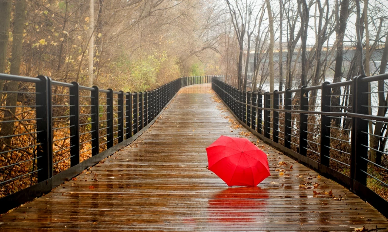 park, umbrella, forest, fall, trees, water, bridge, nature, autumn, view, walk, rain, river, leaves