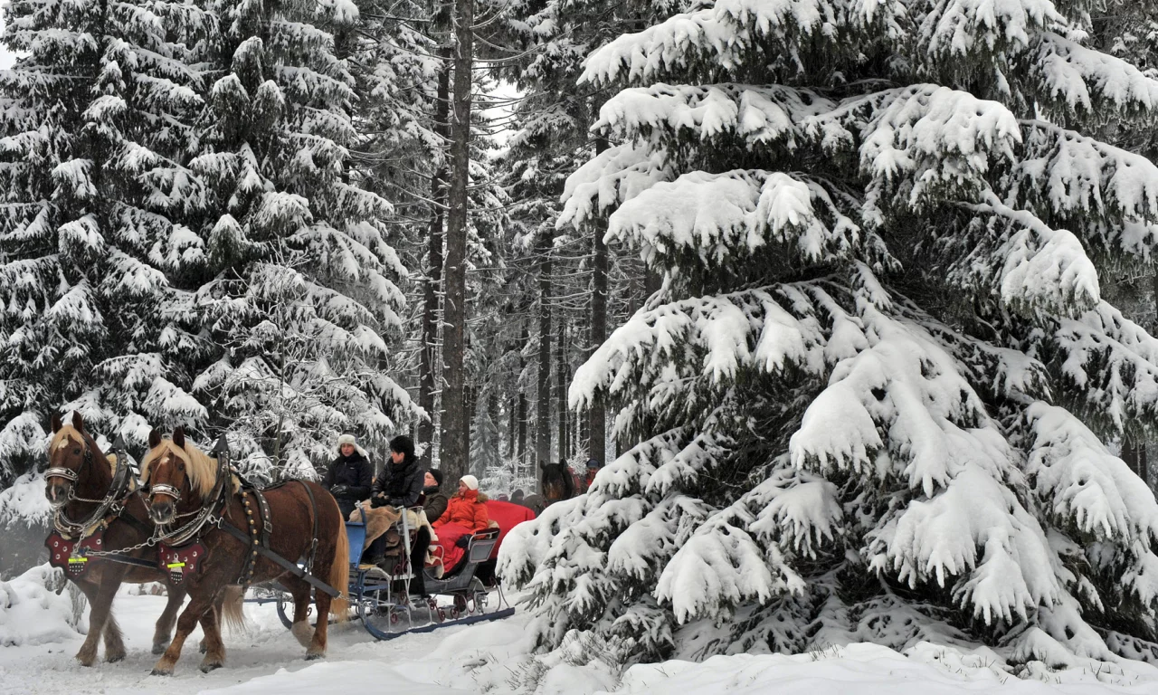 лес, зима, прогулка, отдых, кони, сани
