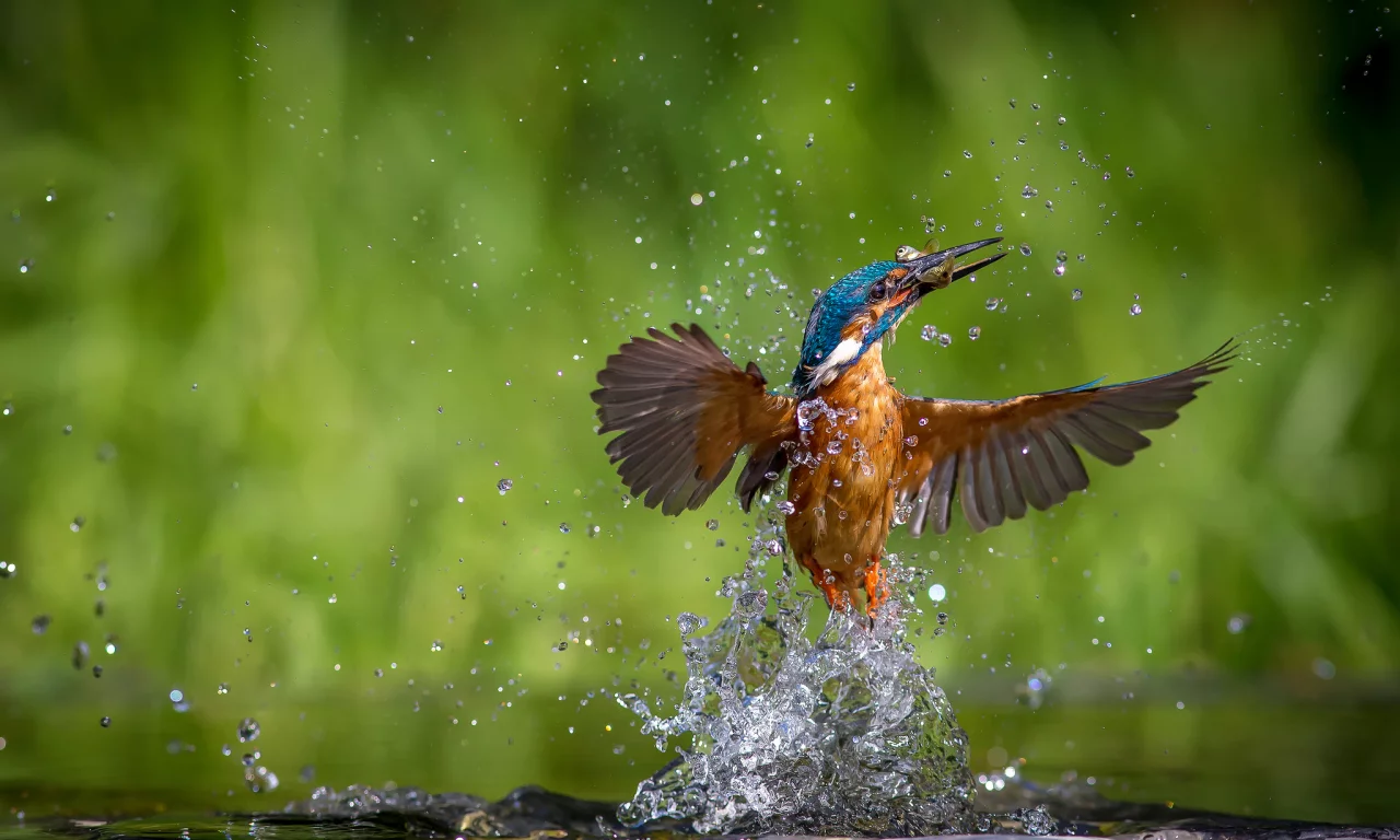 птица, вода, alcedo atthis, kingfisher, обыкновенный зимородок