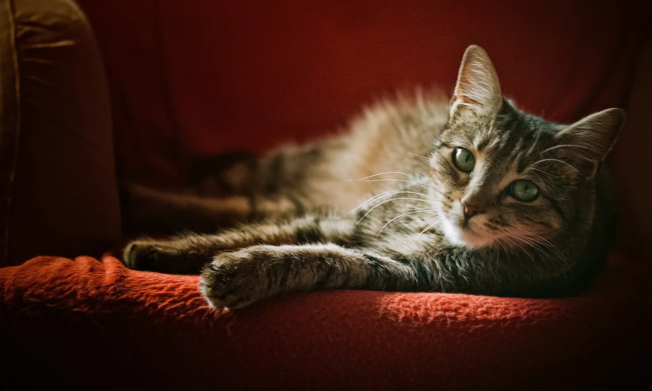 кошка, взгляд, кресло, серая, в полоску